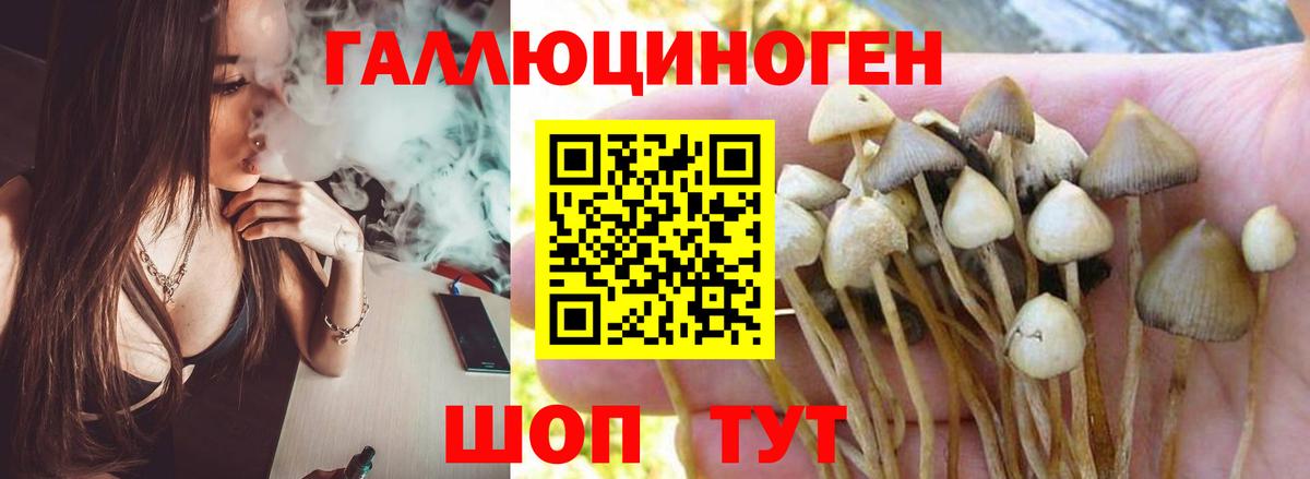 Галлюциногенные грибы Psilocybe  Вход с VPN  Боровичи 